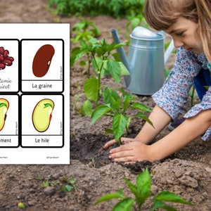 Montessori Le haricot Livret d'activité de 52 fiches Cycle de vie du haricot Anatomie du haricot Etude Germination d'une graine image 6