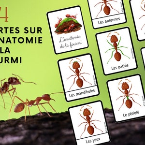Fourmi Pack de 24 Cartes de nomenclature Montessori sur l'anatomie de la fourmi + Livret à fabriquer