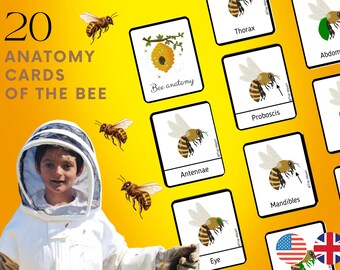 Abeille Pack de 20 Cartes de nomenclature Montessori sur l'anatomie de l'abeille Langue Anglaise