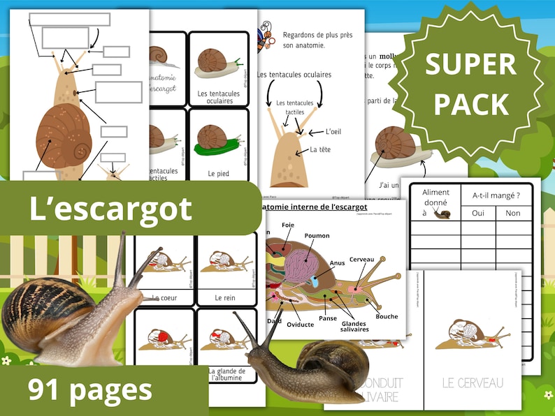 Montessori Super pack Cycle de vie de l'escargot Fichier anatomie interne guide d'élevage 66 Cartes incluses image 1