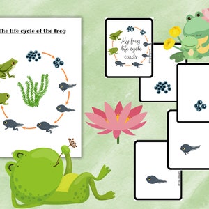 Grenouille Pack of 17 sheets on the Life Cycle of the Frog Unit study Booklet to make on the transformation phases image 3