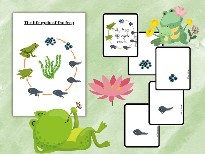 Grenouille Pack of 17 sheets on the Life Cycle of the Frog Unit study Booklet to make on the transformation phases image 3