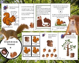 Montessori Cycle de vie de l'écureuil 51 fiches d'activité + Cartes sur l'anatomie de l'écureuil + Livret à fabriquer