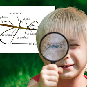 Montessori Cycle de vie du Phasme 56 fiches d'activité avec Cartes de nomenclature sur l'anatomie du phasme incluses image 6