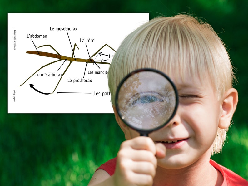 Montessori Life cycle of the stick insect 56 activity sheets with nomenclature cards on the anatomy of the stick insect included image 6