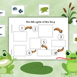 Grenouille Pack of 17 sheets on the Life Cycle of the Frog Unit study Booklet to make on the transformation phases image 4