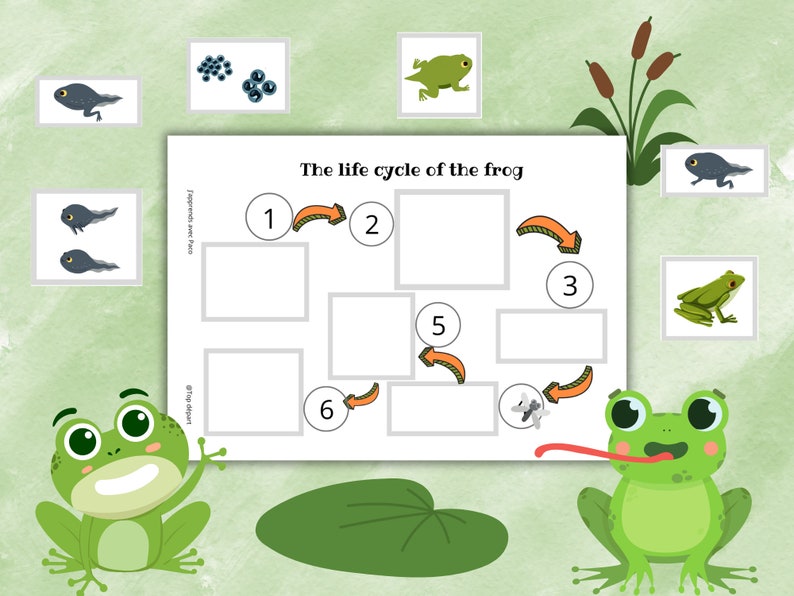 Grenouille Pack of 17 sheets on the Life Cycle of the Frog Unit study Booklet to make on the transformation phases image 4