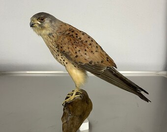 Turmfalke Tierpräparation, Taxidermy, Vogel, Raubtier, (Ausgestopft)