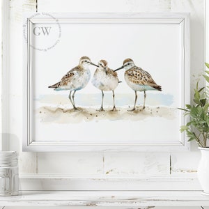 May include: Watercolor painting of three brown and white sandpipers standing on a sandy beach. The birds are facing each other and appear to be talking. The background is a light blue watercolor wash.