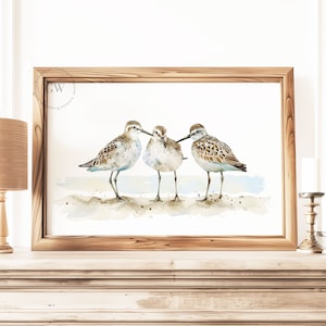 May include: Watercolor painting of three brown and white shorebirds standing on a sandy beach. The birds are facing each other and appear to be interacting.