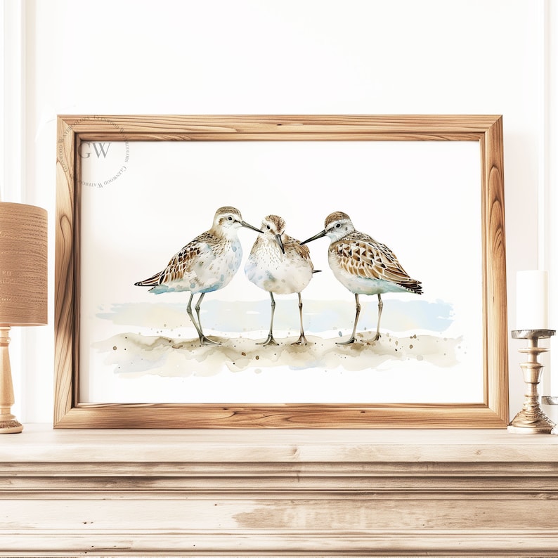 May include: Watercolor painting of three brown and white shorebirds standing on a sandy beach. The birds are facing each other and appear to be interacting.