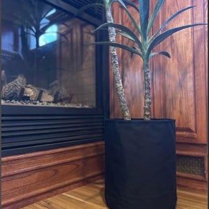 May include: A tall, green, multi-stemmed plant with long, pointed leaves growing out of a solid black, cylindrical fabric pot. The plant has two distinct woody stalks that rise from the center of the dark, opaque container.