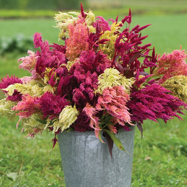 Pampas Plume Celosia Seed | Summer Flowers | Grow Your Own Garden | Dried Flowers | Pampas Grass | Wedding Flowers | Boho Vibes