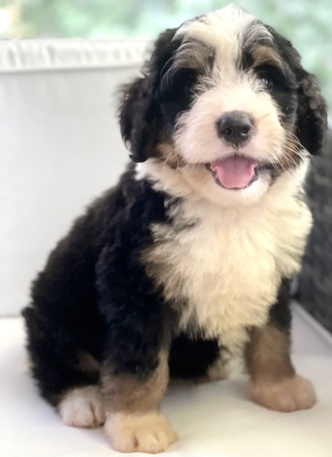 Bernedoodle Puppies Saint Bernese Mountain Dog For Sale
