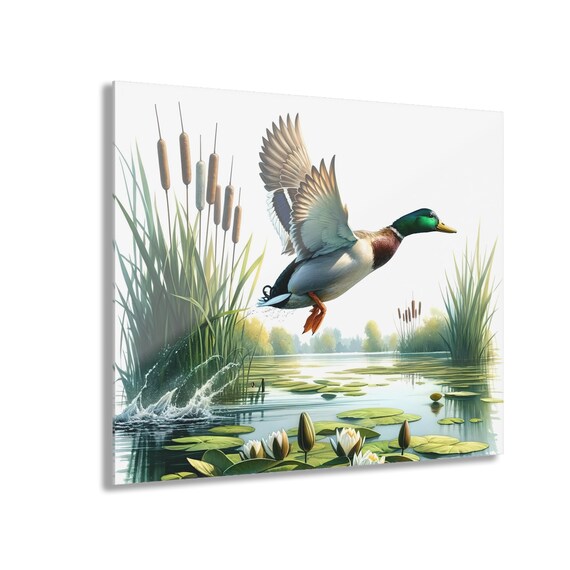 Wildlife Scene Photo Print, Wildlife Acrylic Wall Print Majestic Mallard Duck, Gift for Nature Lovers Realistic Mallard Duck Wildlife Scene