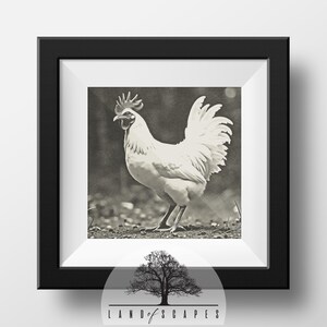 Classic Chicken Sketch Style Print Art | Unique Single Rooster Chicken Neutral Tone Home Wall Decor Design | PRINTABLE DOWNLOAD
