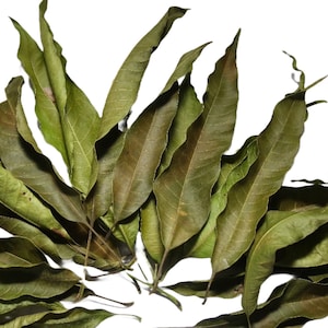 Dried Mango Leaves: Herbs Leaves for Tea , Organic Loose Mango  Tea Leaf Hand Made Gift for Tea Lovers Pure Herbal Tea gift