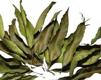 Dried Mango Leaves: Herbs Leaves for Tea Lovers, crafting, and decorations.