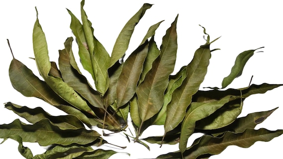 Dried Mango Leaves: Herbs Leaves for Tea , Organic Loose Mango  Tea Leaf Hand Made Gift for Tea Lovers Pure Herbal Tea gift