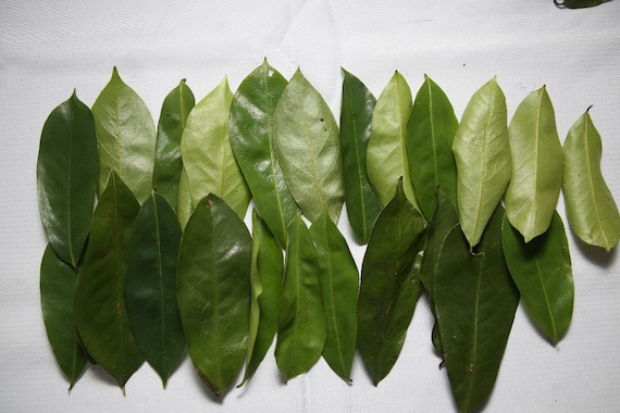 Soursop Dried Leaves: Premium Tropical Herbal Tea Ingredient - Organic & Aromatic! Enhance Your Health Naturally; Dried Soursop Leaves