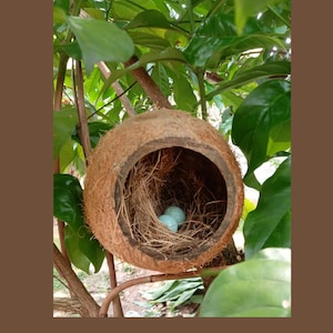 May include: A bird's nest made from a coconut shell, filled with straw and two light blue eggs. The nest is nestled among green leaves and branches, creating a natural and rustic scene.