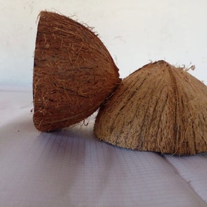 May include: Two brown coconut shells with the husk still attached. The shells are sitting on a white surface.