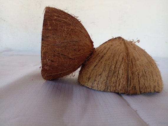Natural Coconut Shell Half: Handcrafted Tropical Decorations, with fiber and natural authentic quality. Activated charcoal, Gift items