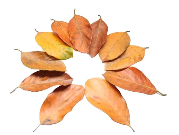 Dried Jack Fruit leaves for Aquariums, fish tanks, freshwater shrimp, betta fish, tropical fish aquariums and terrariums and tank decors.