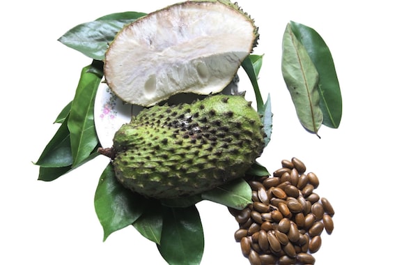Soursop Seeds: Exotic Tropical  Soursop Fruit Tree Seeds for Home Garden - Fresh & Organic! Grow Your Soursop Tree.20 seeds packet.