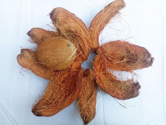 Natural Coconut Husk, Sun Dried Coconut husk for Orchid, Indoor plants ,Hanging Plants and For Bird Toys