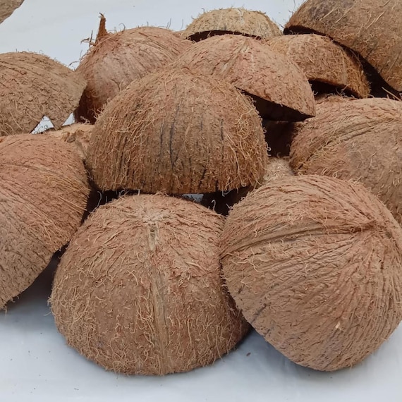 natural coconut shell halves in bulk for candles, coconut bowls, beads, jewelry, ornaments, DIY crafts, buttons, and natural home decor.