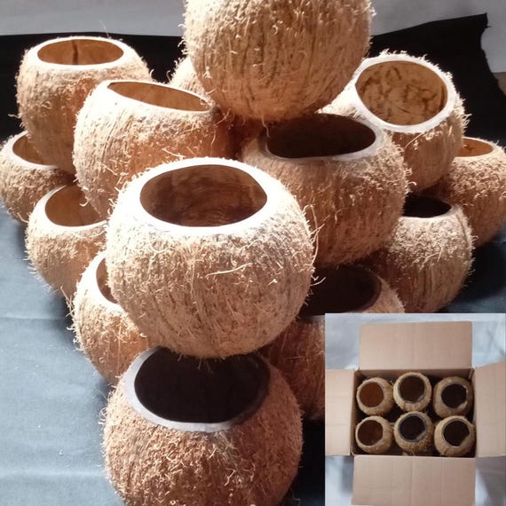 A gift box of 6 natural coconut shell flower vases, home decor, table centerpieces, farmhouse, and beach house decor, housewarming gift