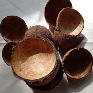 Puede incluir: Una colección de cáscaras de coco marrones, algunas con la parte superior cortada y ahuecada, creando cuencos naturales. Las cáscaras están dispuestas sobre una superficie blanca.