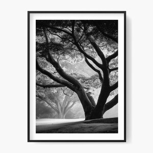Photo de la forêt brumeuse : paysage d&#39;arbres centenaires en noir et blanc (téléchargement numérique)