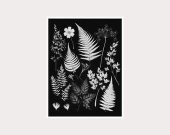 Botanical Photogram Fine Art Photography: Black White Wall Decor (Digital Download)