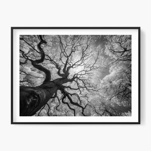 Puede incluir: Impresión enmarcada en blanco y negro de un árbol, vista desde abajo. El tronco y las ramas se extienden hacia el cielo. La fotografía de alto contraste resalta las texturas y formas del árbol, creando una composición impactante.