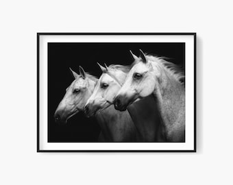 Drie portretten van witte paarden: zwart-witfotografie van paarden (digitale download)