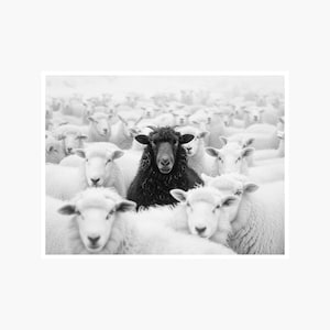 Black Sheep Fine Art Photography: Black White Wall Decor (Digital Download)