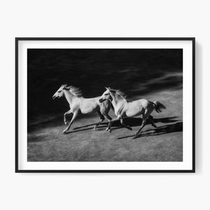 Dramatic black and white photo of two white horses galloping in sunlight and shadow. Printable artwork for rustic or artistic interiors.