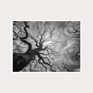 Twisted Tree Canopy Fine Art Photography: Black White Wall Decor (Digital Download)