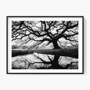 Puede incluir: Impresión enmarcada en blanco y negro de un gran árbol con ramas extendidas reflejadas en el agua tranquila. La imagen captura la intrincada estructura del árbol y su imagen reflejada, creando una escena de paisaje simétrica y serena.