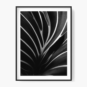 May include: Monochrome framed print showing a close-up of a plant leaf. The leaf's white veins stand out against the dark background. The artwork is presented in a black frame, offering a minimalist aesthetic. The image is a study in contrasts.