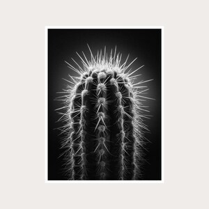 Spiky Cactus Fine Art Photography: Black and White Decor (Digital Download)