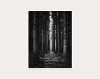 Dark Forest Fine Art Photography: Black White Wall Decor (Digital Download)