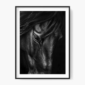 Pferd schwarz weiss Portrait: Fine Art Fotografie Druck (Digitaler Download)