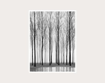 Photographie d'art hivernale de forêt de peupliers : décoration murale en noir et blanc (téléchargement numérique)