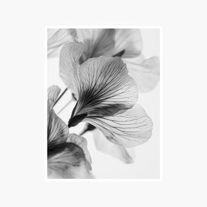 Botanical Macro Fine Art Photography: Black White Wall Decor (Digital Download)