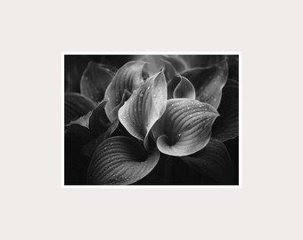 Botanical Foliage Fine Art Photography: Black White Wall Decor (Digital Download)
