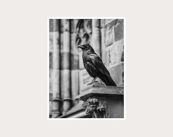 Fotografía artística de Black Raven: Decoración de pared en blanco y negro (descarga digital)