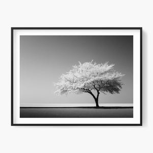 A lone white tree in a minimalist landscape, a serene and surreal black and white photography print. Printable and downloadable.